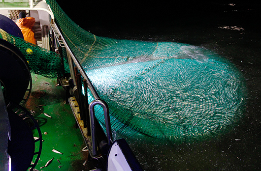 Schleppnetzheringsfischerei