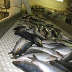 Bild 5007 Euro Baltic Fischverarbeitung (Hering)